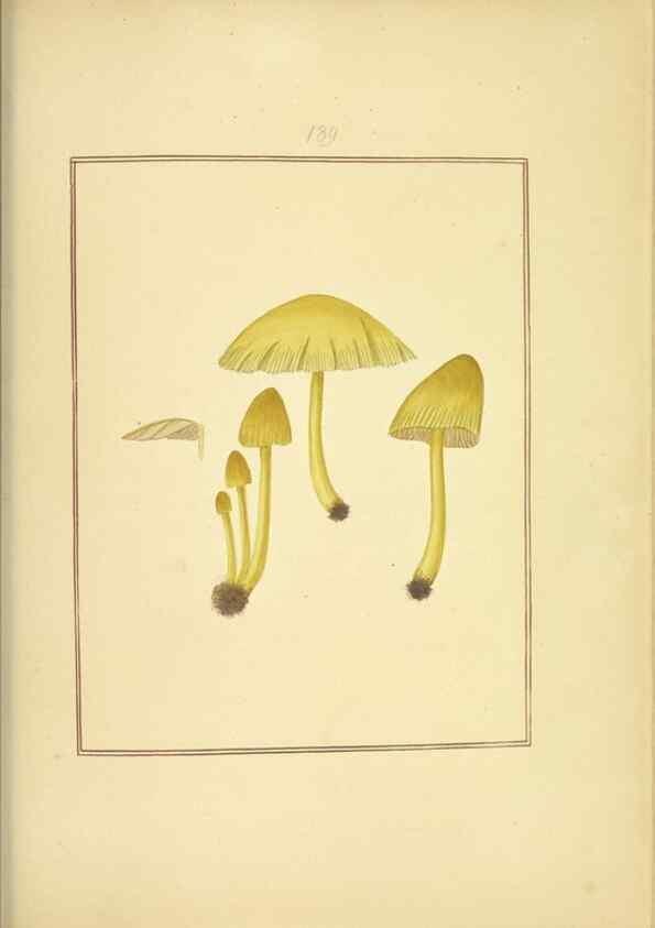 Reproducción/Reproduction 48366827422: Icons fungorum circa Halifax sponte Nascentium /. 1784-1792.. 
