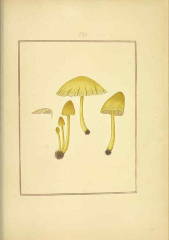 Reproducción/Reproduction 48366827422: Icons fungorum circa Halifax sponte Nascentium /. 1784-1792.. 