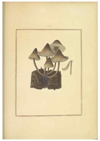 Reproducción/Reproduction 48366691521: Icons fungorum circa Halifax sponte Nascentium /. 1784-1792.. 
