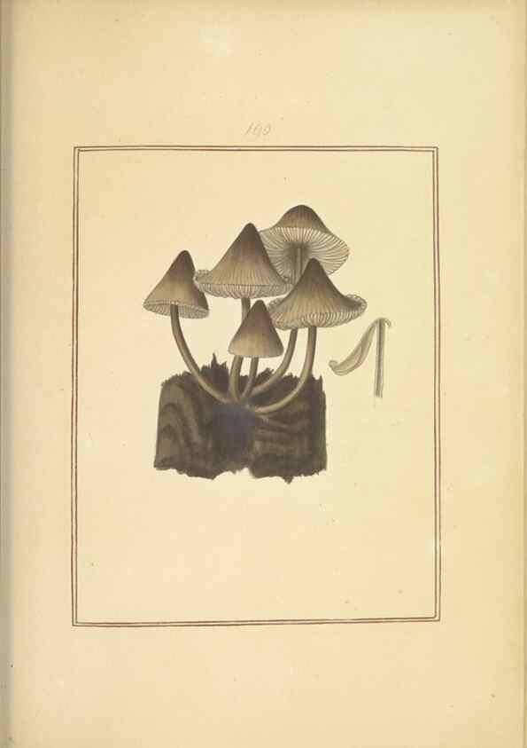 Reproducción/Reproduction 48366691521: Icons fungorum circa Halifax sponte Nascentium /. 1784-1792.. 