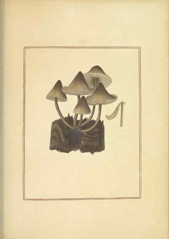 Reproducción/Reproduction 48366691521: Icons fungorum circa Halifax sponte Nascentium /. 1784-1792.. 
