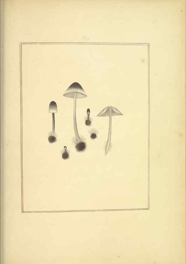 Reproducción/Reproduction 48366692091: Icons fungorum circa Halifax sponte Nascentium /. 1784-1792.. 