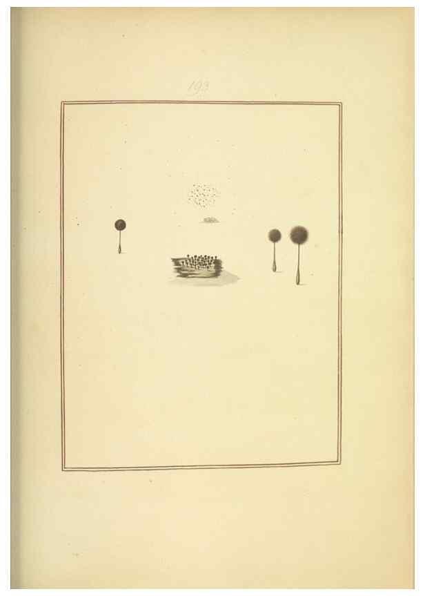 Reproducción/Reproduction 48366693011: Icons fungorum circa Halifax sponte Nascentium /. 1784-1792.. 