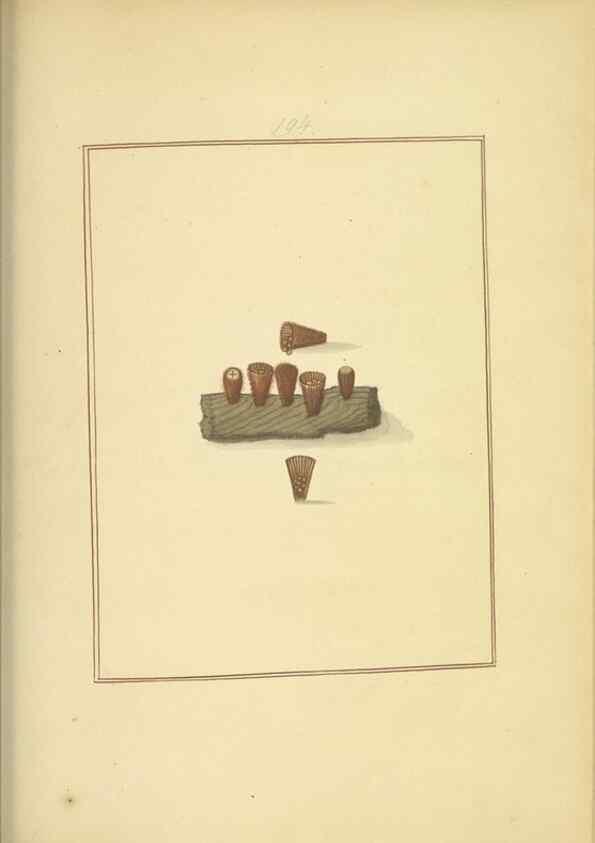 Reproducción/Reproduction 48366693576: Icons fungorum circa Halifax sponte Nascentium /. 1784-1792.. 