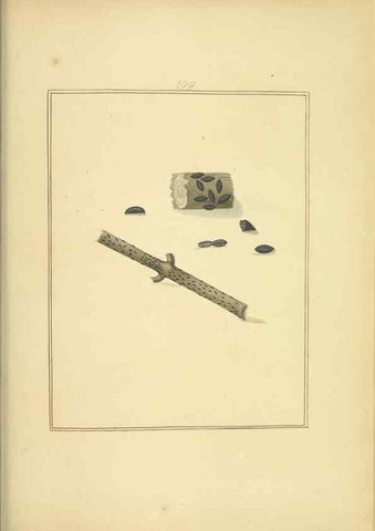 Reproducción/Reproduction 48366833122: Icons fungorum circa Halifax sponte Nascentium /. 1784-1792.. 