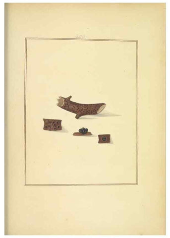Reproducción/Reproduction 48366833877: Icons fungorum circa Halifax sponte Nascentium /. 1784-1792.. 