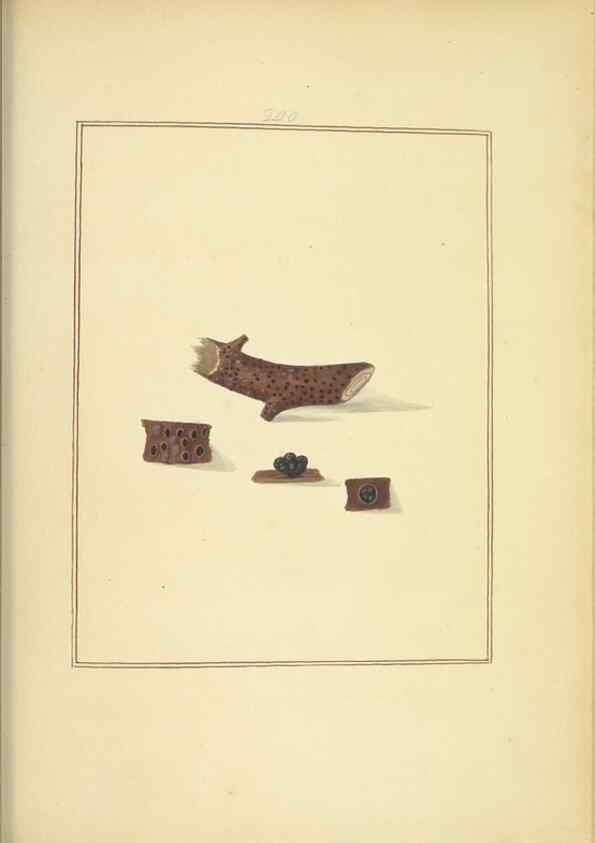 Reproducción/Reproduction 48366833877: Icons fungorum circa Halifax sponte Nascentium /. 1784-1792.. 