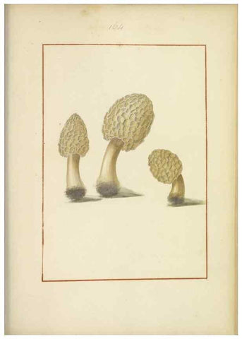 Reproducción/Reproduction 48366665361: Icons fungorum circa Halifax sponte Nascentium /. 1784-1792.. 