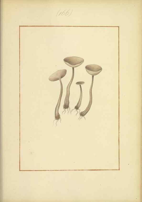 Reproducción/Reproduction 48366802597: Icons fungorum circa Halifax sponte Nascentium /. 1784-1792.. 