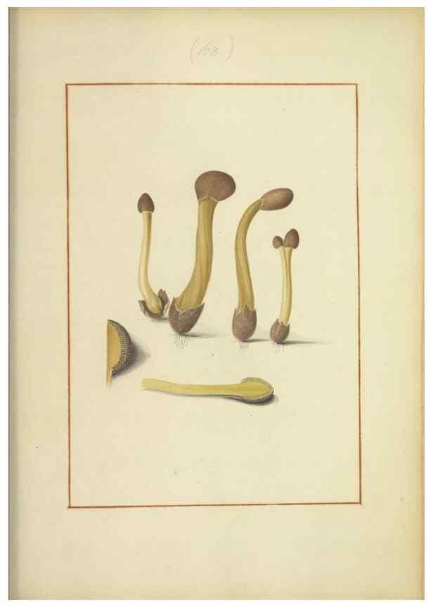 Reproducción/Reproduction 48366667351: Icons fungorum circa Halifax sponte Nascentium /. 1784-1792.. 