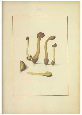 Reproducción/Reproduction 48366667351: Icons fungorum circa Halifax sponte Nascentium /. 1784-1792.. 
