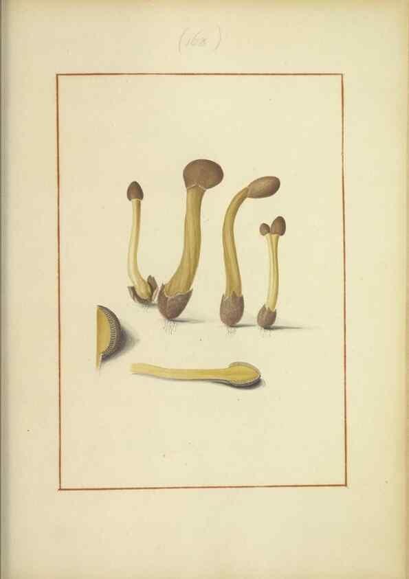 Reproducción/Reproduction 48366667351: Icons fungorum circa Halifax sponte Nascentium /. 1784-1792.. 