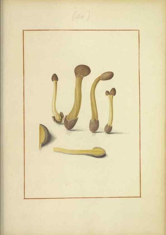 Reproducción/Reproduction 48366667351: Icons fungorum circa Halifax sponte Nascentium /. 1784-1792.. 