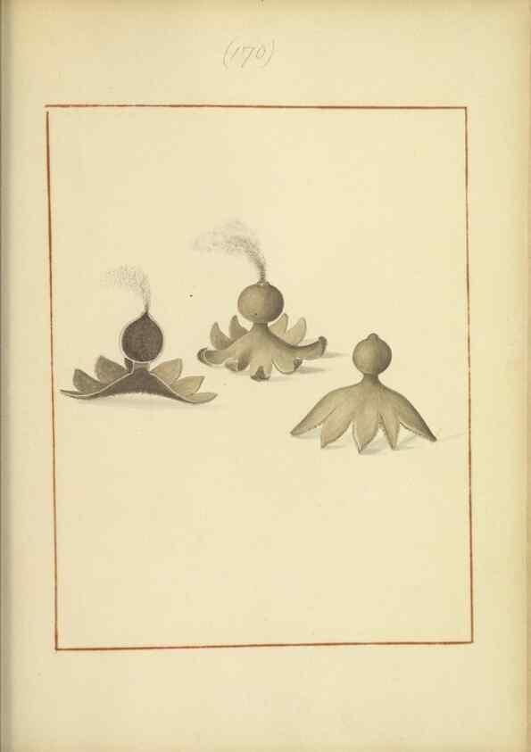 Reproducción/Reproduction 48366668291: Icons fungorum circa Halifax sponte Nascentium /. 1784-1792.. 