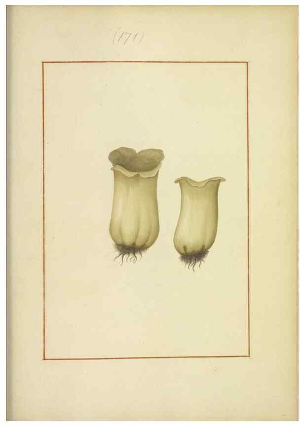 Reproducción/Reproduction 48366668856: Icons fungorum circa Halifax sponte Nascentium /. 1784-1792.. 