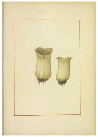 Reproducción/Reproduction 48366668856: Icons fungorum circa Halifax sponte Nascentium /. 1784-1792.. 