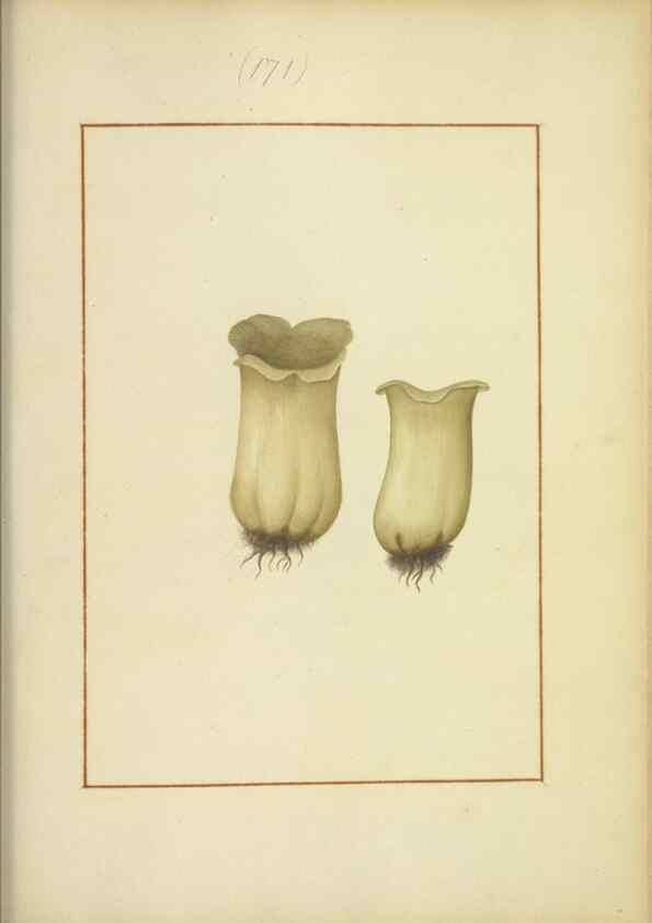 Reproducción/Reproduction 48366668856: Icons fungorum circa Halifax sponte Nascentium /. 1784-1792.. 