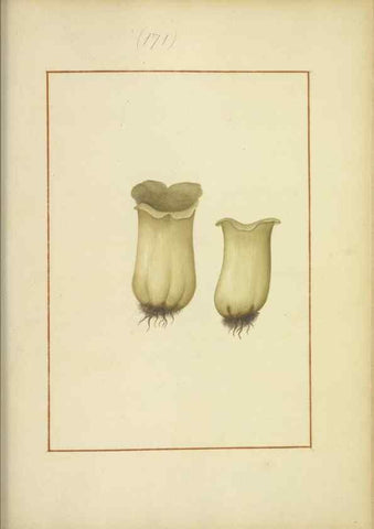 Reproducción/Reproduction 48366668856: Icons fungorum circa Halifax sponte Nascentium /. 1784-1792.. 