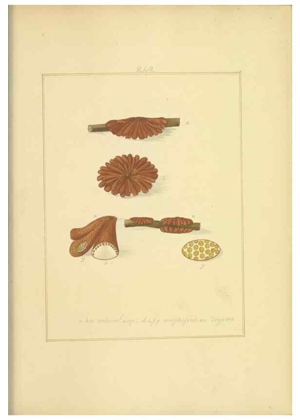 Reproducción/Reproduction 48366722911: Icons fungorum circa Halifax sponte Nascentium /. 1784-1792.. 