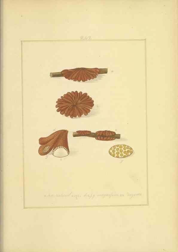 Reproducción/Reproduction 48366722911: Icons fungorum circa Halifax sponte Nascentium /. 1784-1792.. 