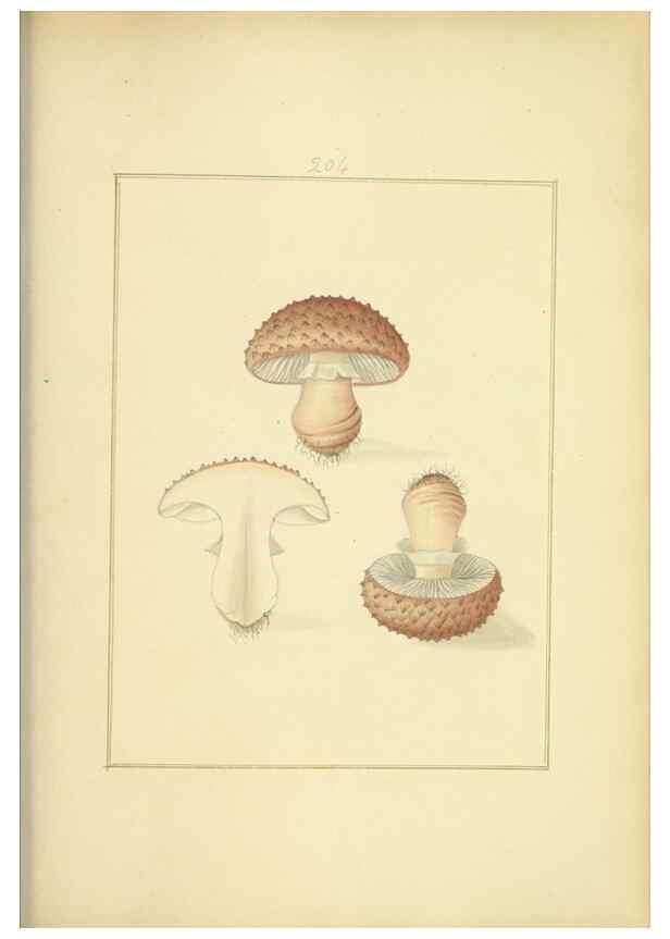 Reproducción/Reproduction 48366698896: Icons fungorum circa Halifax sponte Nascentium /. 1784-1792.. 