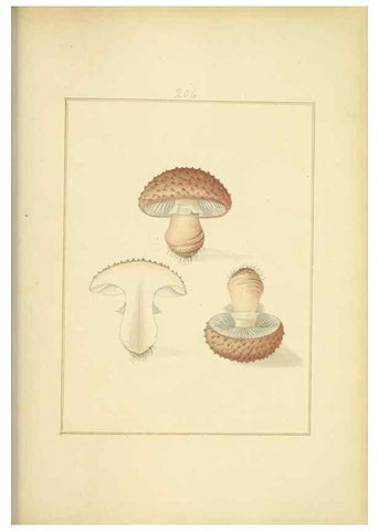 Reproducción/Reproduction 48366698896: Icons fungorum circa Halifax sponte Nascentium /. 1784-1792.. 