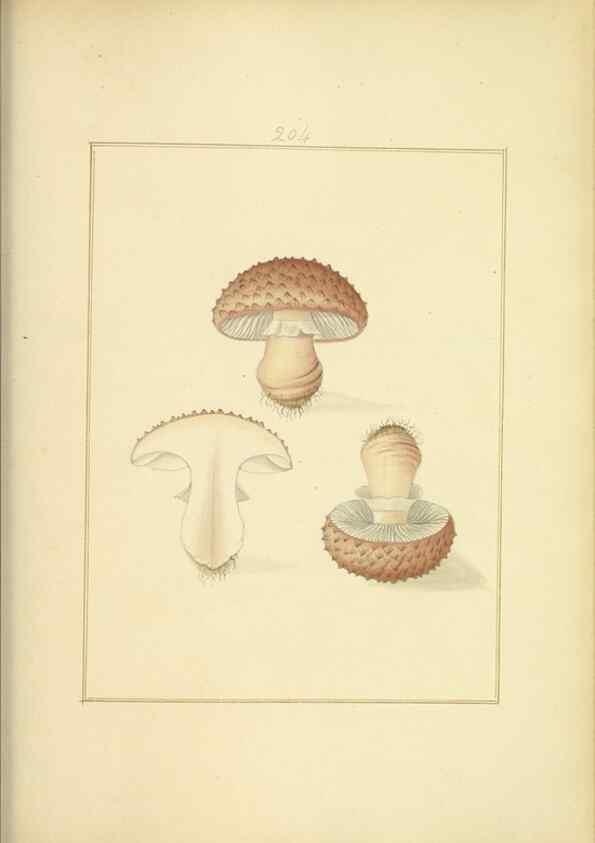 Reproducción/Reproduction 48366698896: Icons fungorum circa Halifax sponte Nascentium /. 1784-1792.. 