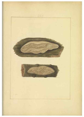 Reproducción/Reproduction 48366848657: Icons fungorum circa Halifax sponte Nascentium /. 1784-1792.. 