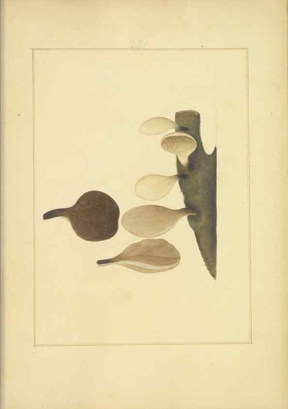 Reproducción/Reproduction 48366712451: Icons fungorum circa Halifax sponte Nascentium /. 1784-1792.. 