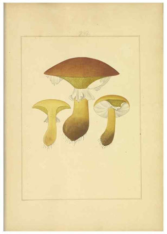 Reproducción/Reproduction 48366712861: Icons fungorum circa Halifax sponte Nascentium /. 1784-1792.. 