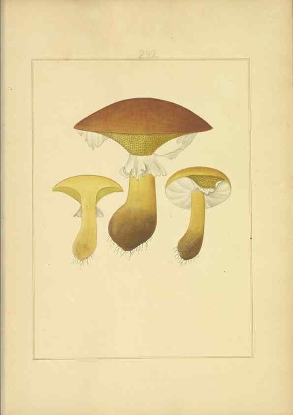 Reproducción/Reproduction 48366712861: Icons fungorum circa Halifax sponte Nascentium /. 1784-1792.. 