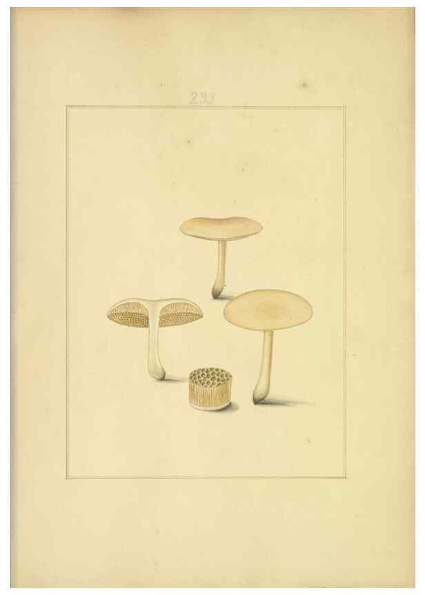 Reproducción/Reproduction 48366713351: Icons fungorum circa Halifax sponte Nascentium /. 1784-1792.. 