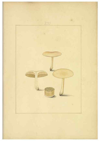 Reproducción/Reproduction 48366713351: Icons fungorum circa Halifax sponte Nascentium /. 1784-1792.. 