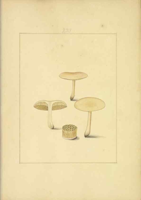 Reproducción/Reproduction 48366713351: Icons fungorum circa Halifax sponte Nascentium /. 1784-1792.. 
