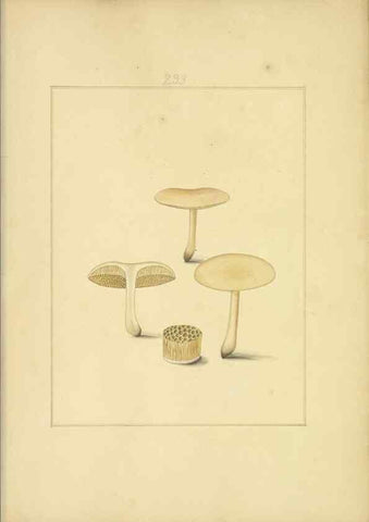 Reproducción/Reproduction 48366713351: Icons fungorum circa Halifax sponte Nascentium /. 1784-1792.. 
