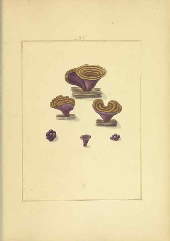 Reproducción/Reproduction 48366718961: Icons fungorum circa Halifax sponte Nascentium /. 1784-1792.. 