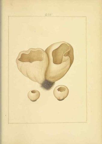 Reproducción/Reproduction 48366720691: Icons fungorum circa Halifax sponte Nascentium /. 1784-1792.. 