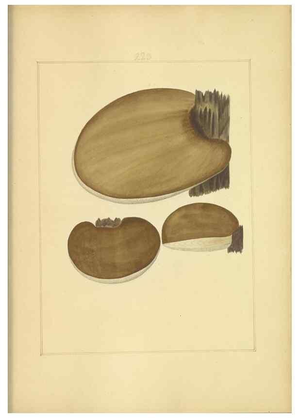 Reproducción/Reproduction 48366708271: Icons fungorum circa Halifax sponte Nascentium /. 1784-1792.. 