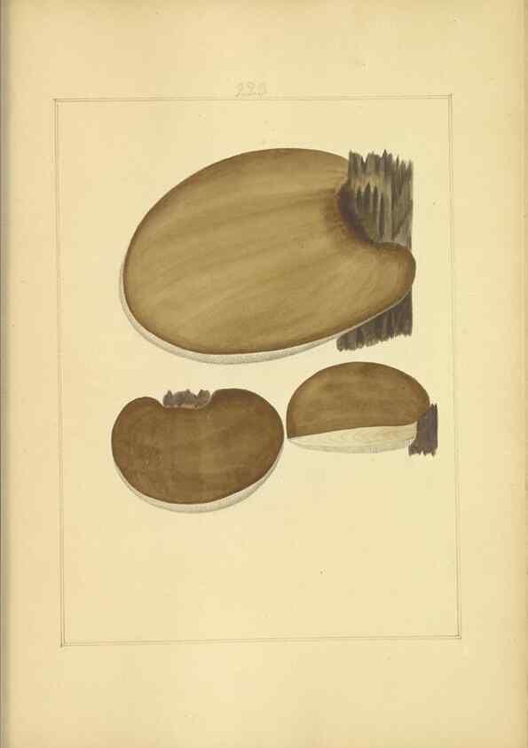 Reproducción/Reproduction 48366708271: Icons fungorum circa Halifax sponte Nascentium /. 1784-1792.. 
