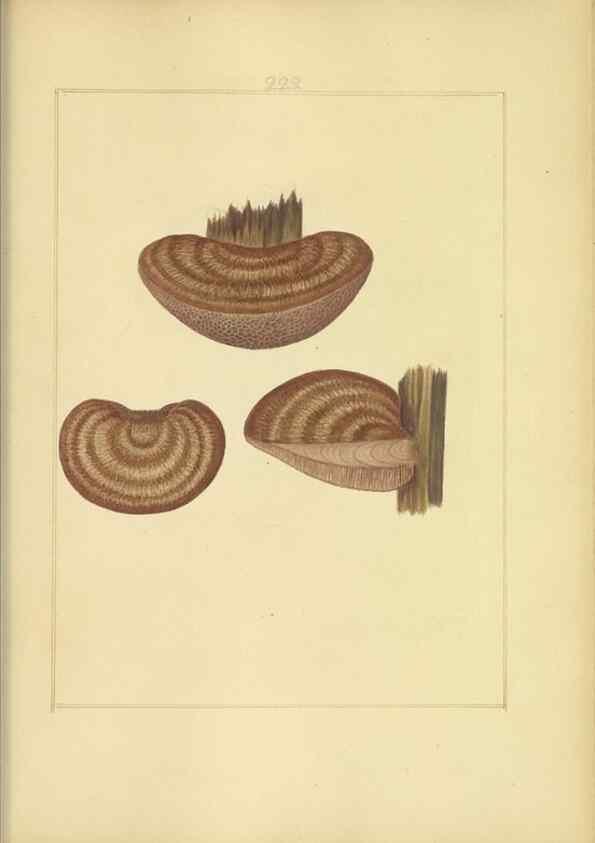 Reproducción/Reproduction 48366845132: Icons fungorum circa Halifax sponte Nascentium /. 1784-1792.. 