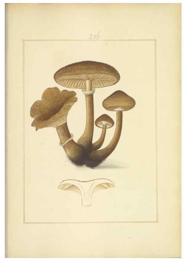 Reproducción/Reproduction 48366699816: Icons fungorum circa Halifax sponte Nascentium /. 1784-1792.. 