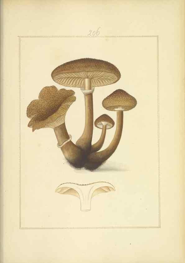 Reproducción/Reproduction 48366699816: Icons fungorum circa Halifax sponte Nascentium /. 1784-1792.. 