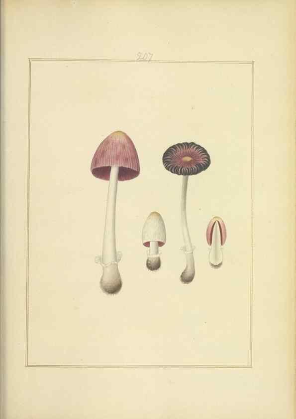 Reproducción/Reproduction 48366700341: Icons fungorum circa Halifax sponte Nascentium /. 1784-1792.. 
