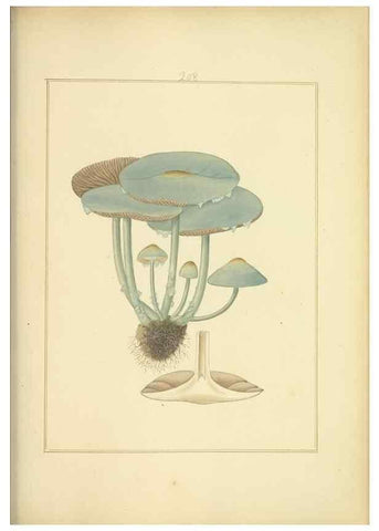 Reproducción/Reproduction 48366837957: Icons fungorum circa Halifax sponte Nascentium /. 1784-1792.. 