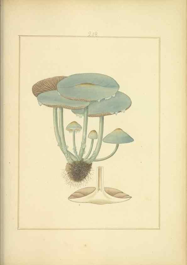 Reproducción/Reproduction 48366837957: Icons fungorum circa Halifax sponte Nascentium /. 1784-1792.. 