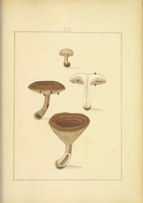 Reproducción/Reproduction 48366838537: Icons fungorum circa Halifax sponte Nascentium /. 1784-1792.. 