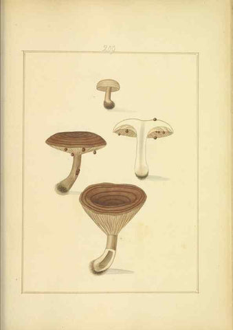 Reproducción/Reproduction 48366838537: Icons fungorum circa Halifax sponte Nascentium /. 1784-1792.. 