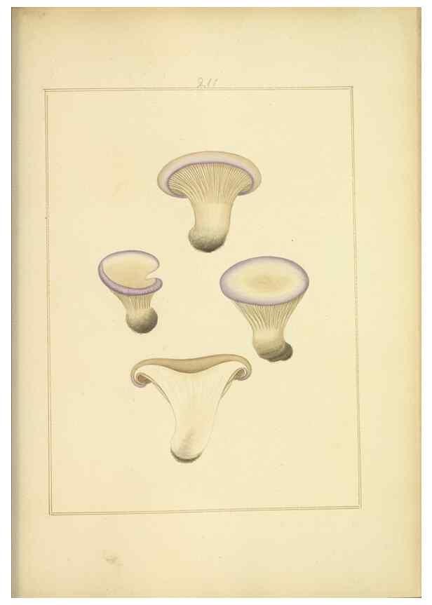 Reproducción/Reproduction 48366702751: Icons fungorum circa Halifax sponte Nascentium /. 1784-1792.. 