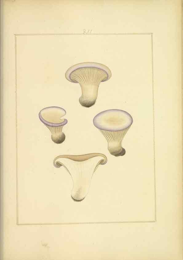 Reproducción/Reproduction 48366702751: Icons fungorum circa Halifax sponte Nascentium /. 1784-1792.. 