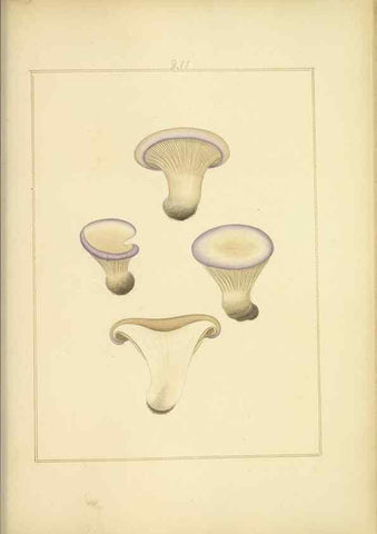 Reproducción/Reproduction 48366702751: Icons fungorum circa Halifax sponte Nascentium /. 1784-1792.. 